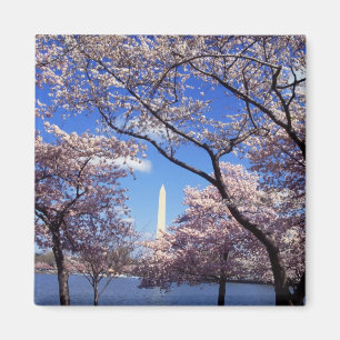 Kirschblüten in Washington DC-Kühlschrankmagnet Magnet