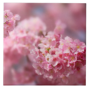 Kirschblüten Japan floral rosa hübsch einzigartig  Fliese