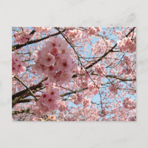 Kirschblüten: Japan Postkarte