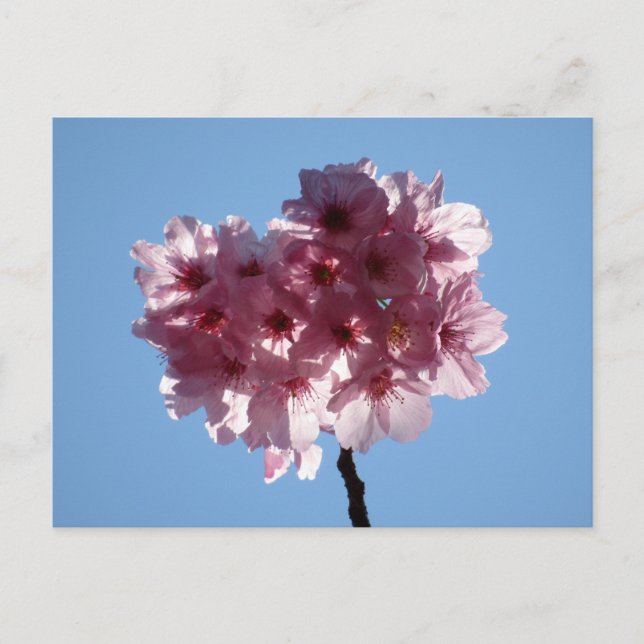 Kirschblüten: Japan Postkarte (Vorderseite)