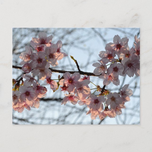 Kirschblüten: Japan Postkarte (Vorderseite)