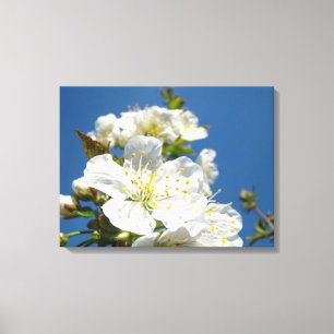 Kirschblüten Leinwand Kunst Drucke Frühling
