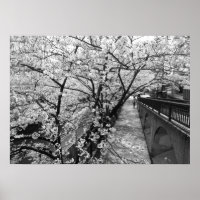 Kirschblüten: Meguro-Fluss, Tokio (schwarz/weiß)