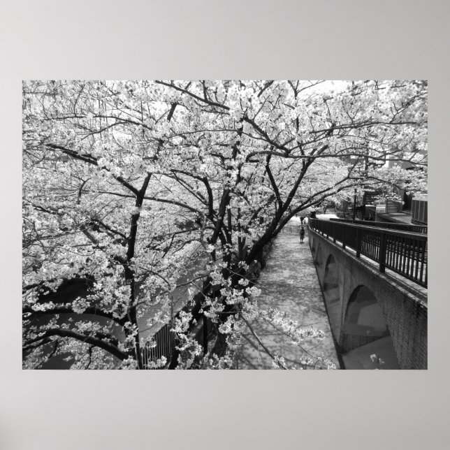 Kirschblüten: Meguro-Fluss, Tokio (schwarz/weiß) Poster (Vorne)