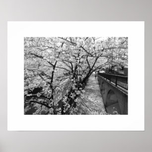 Kirschblüten: Meguro-Fluss, Tokio (schwarz/weiß) Poster