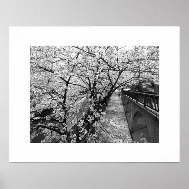 Kirschblüten: Meguro-Fluss, Tokio (schwarz/weiß) Poster (Vorne)
