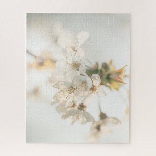 Kirschblüten-Naturfoto