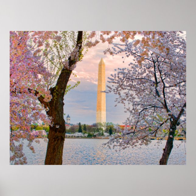 Kirschblüten Poster (Vorne)