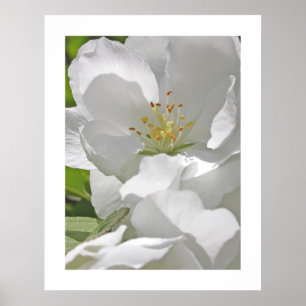 Kirschblüten Poster