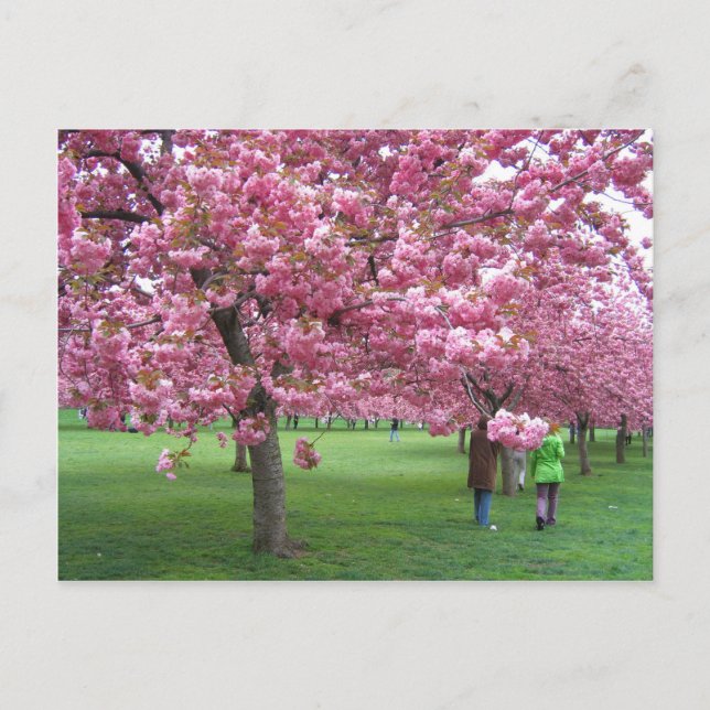 Kirschblüten Postkarte (Vorderseite)