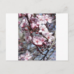 Kirschblüten Postkarte