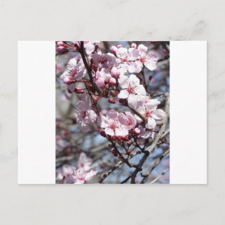 Kirschblüten Postkarte
