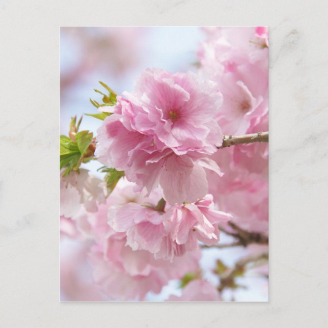 Kirschblüten Postkarte (Vorderseite)