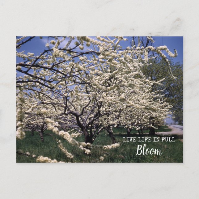 Kirschblüten Retro-Bauernhof Orchard Blüten Postkarte (Vorderseite)