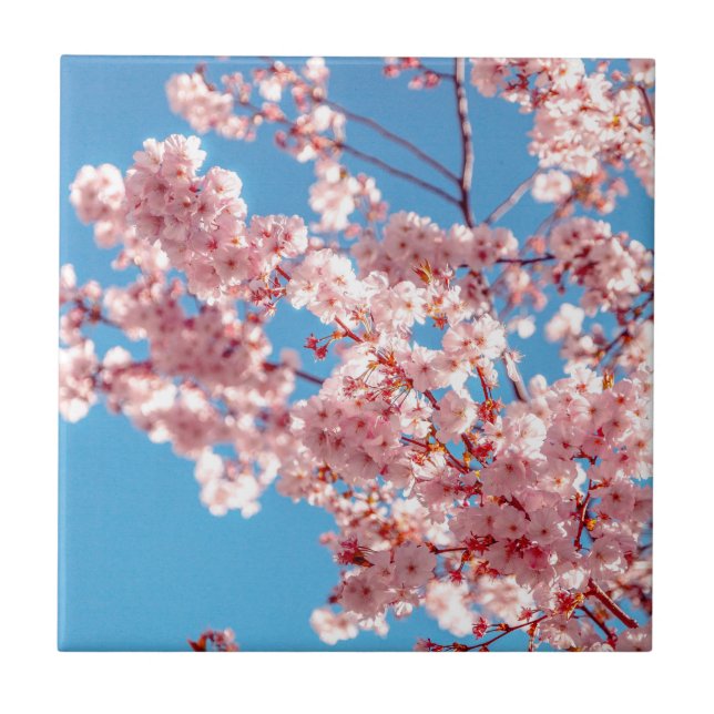 Kirschblüten-Sakura-Blumenbaum Fliese (Vorderseite)