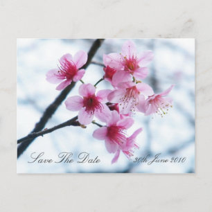Kirschblüten - Save the Date Ankündigungspostkarte