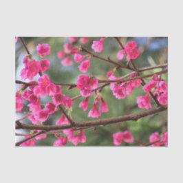 Kirschblüten Seidenpapier