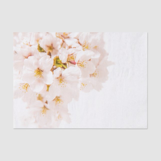 Kirschblüten-Seidenpapier Seidenpapier (Vorderseite)