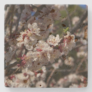 Kirschblüten Steinuntersetzer