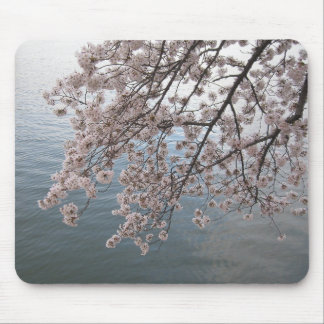 Kirschblüten über Gezeiten- Becken Mousepad