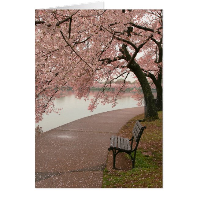 Kirschblüten und -bank (Vorne)
