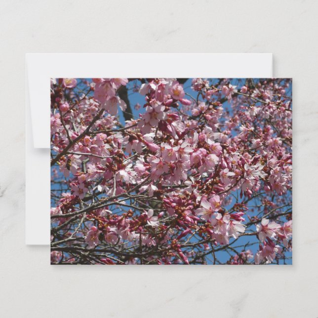 Kirschblüten und Blauer Himmelsblüte (Vorderseite)