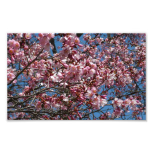 Kirschblüten und Blauer Himmelsblüte Fotodruck