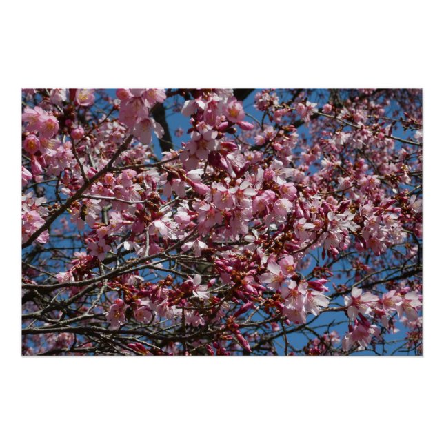 Kirschblüten und Blauer Himmelsblüte Poster (Vorderseite)