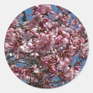 Kirschblüten und Blauer Himmelsblüte Runder Aufkleber
