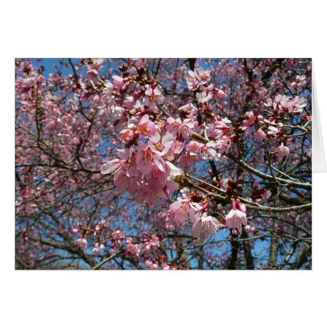 Kirschblüten und Blüten aus Bienenrosa (Vorderseite (Horizontal))