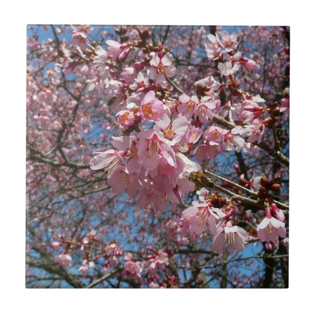 Kirschblüten und Blüten aus Bienenrosa Fliese (Vorderseite)