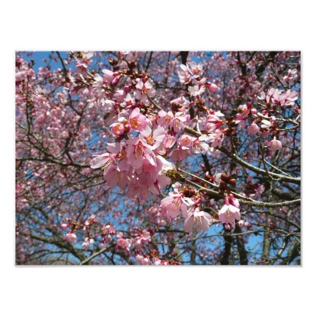 Kirschblüten und Blüten aus Bienenrosa Fotodruck (Vorne)