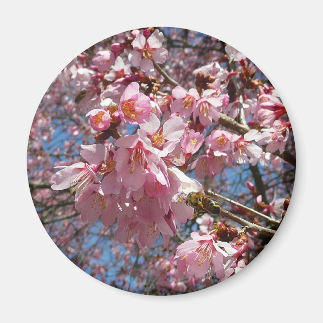 Kirschblüten und Blüten aus Bienenrosa Magnet (Vorne)