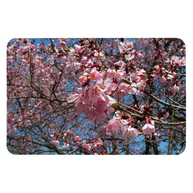 Kirschblüten und Blüten aus Bienenrosa Magnet (Horizontal)