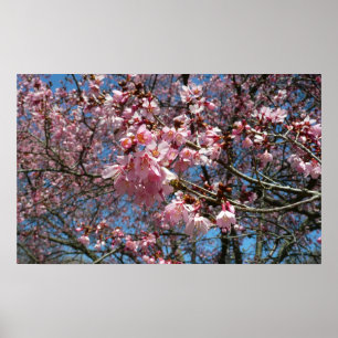 Kirschblüten und Blüten aus Bienenrosa Poster