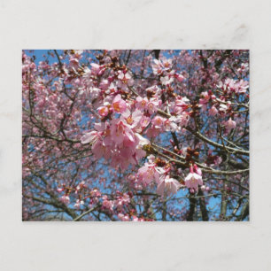 Kirschblüten und Blüten aus Bienenrosa Postkarte