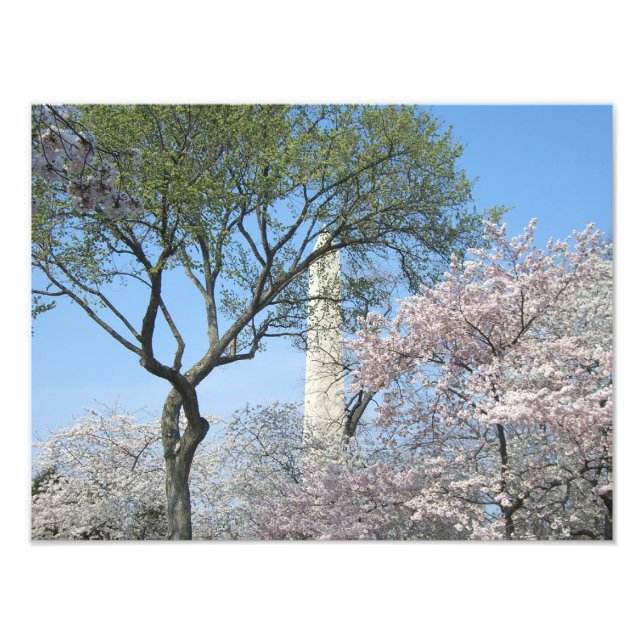 Kirschblüten und das Washington Monument in DC Fotodruck (Vorne)