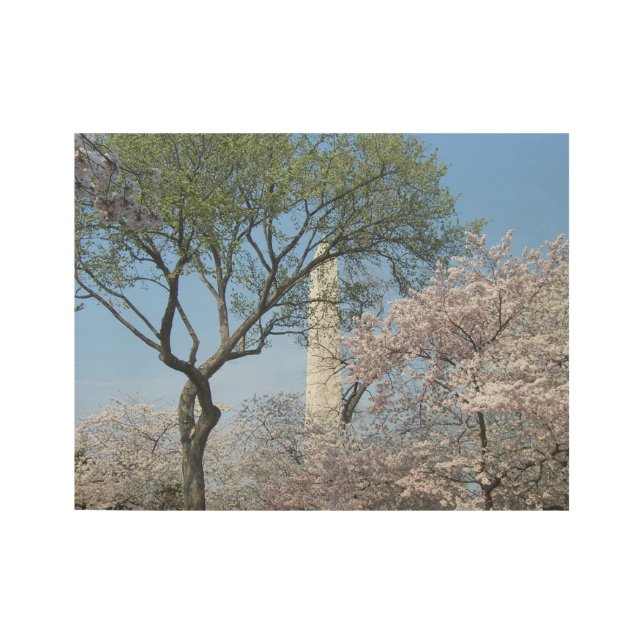 Kirschblüten und das Washington Monument in DC Holzposter (Vorderseite)
