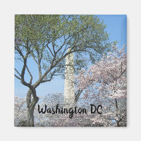 Kirschblüten und das Washington Monument in DC
