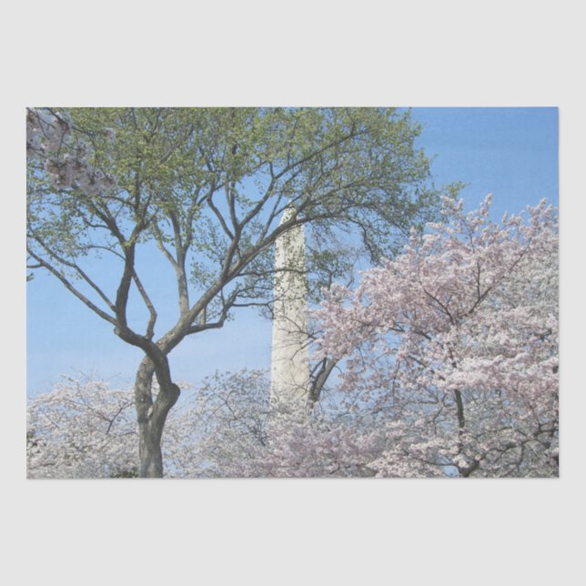 Kirschblüten und das Washington Monument in DC Seidenpapier (Vorderseite)