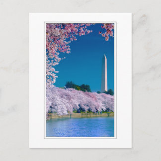 Kirschblüten und das Washington Monument Postkarte