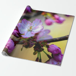 Kirschblüten und Knospen im Baumschatten Geschenkpapier