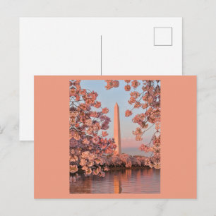 Kirschblüten und Washington Monument Postkarte