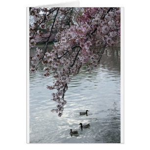 Kirschblüten-Washington DC