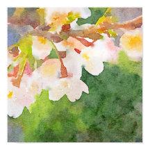Kirschblüten Wasserfarbe Sakura Blume Frühjahr