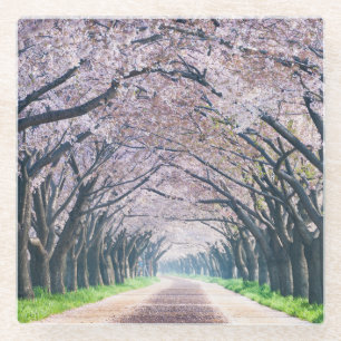 Kirschblüten-Weg Glasuntersetzer