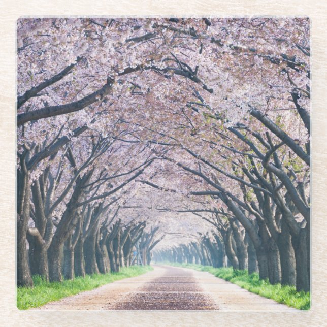 Kirschblüten-Weg Glasuntersetzer (Vorderseite)