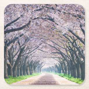 Kirschblüten-Weg Rechteckiger Pappuntersetzer