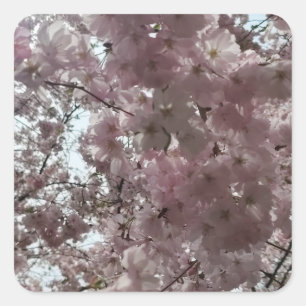 Kirschblütenblüte Quadratischer Aufkleber