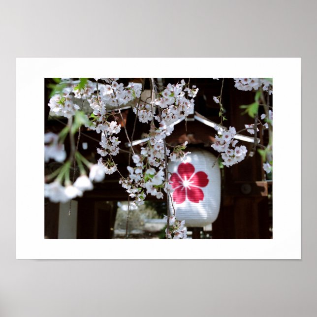 Kirschblütenfest: Kyoto Poster (Vorne)